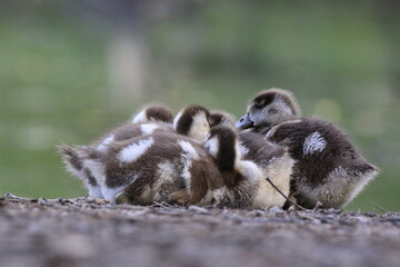 Nilgans Familie Küken (alopochen aegyptiaca)