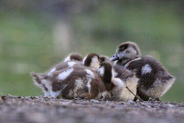 Nilgans Familie Küken (alopochen aegyptiaca)