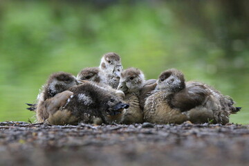 Nilgans Familie Küken (alopochen aegyptiaca)