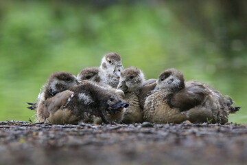 Nilgans Familie Küken (alopochen aegyptiaca)