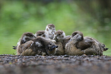 Nilgans Familie Küken (alopochen aegyptiaca)