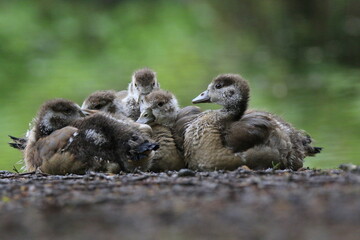 Nilgans Familie Küken (alopochen aegyptiaca)