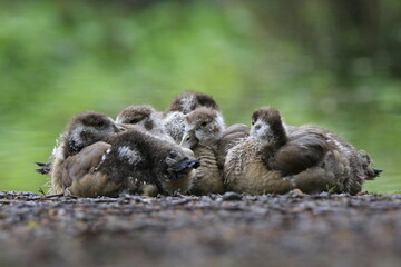 Nilgans Familie Küken (alopochen aegyptiaca)