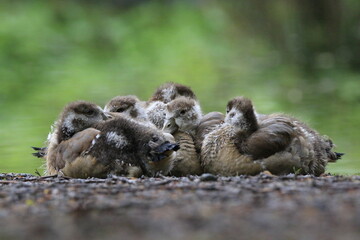 Nilgans Familie Küken (alopochen aegyptiaca)