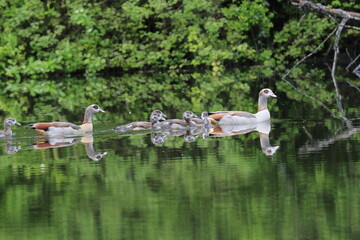 Nilgans Familie Küken (alopochen aegyptiaca)