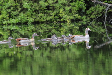 Nilgans Familie Küken (alopochen aegyptiaca)
