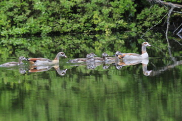 Nilgans Familie Küken (alopochen aegyptiaca)