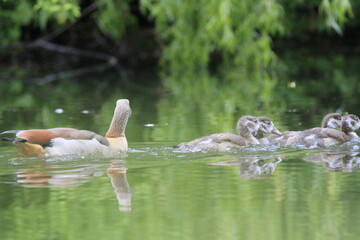 Nilgans Familie Küken (alopochen aegyptiaca)