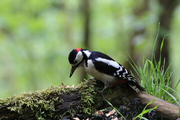 Buntspecht (Dendrocopos major)