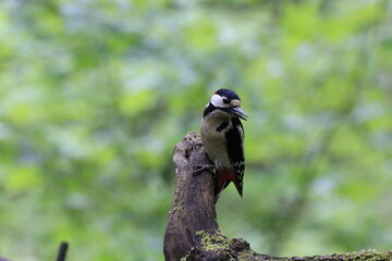 Buntspecht (Dendrocopos major)