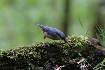 Kleiber (Sitta europaea)