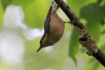 Kleiber (Sitta europaea)