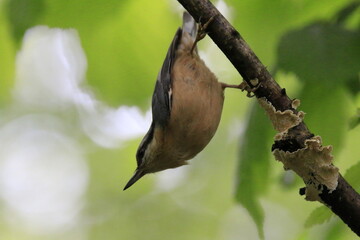 Kleiber (Sitta europaea)