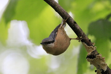 Kleiber (Sitta europaea)
