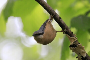 Kleiber (Sitta europaea)