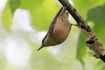 Kleiber (Sitta europaea)