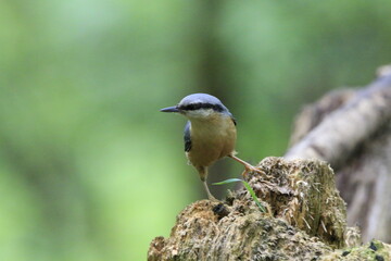 Kleiber (Sitta europaea)