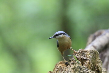 Kleiber (Sitta europaea)