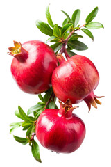 pomegranate on branch isolated on white background