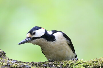 Buntspecht (Dendrocopos major)