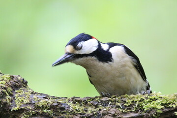 Buntspecht (Dendrocopos major)