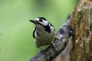 Buntspecht (Dendrocopos major)