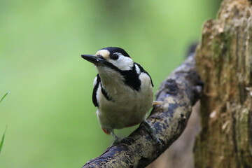 Buntspecht (Dendrocopos major)
