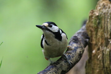 Buntspecht (Dendrocopos major)