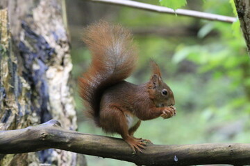 Eichhörnchen (Sciurus)