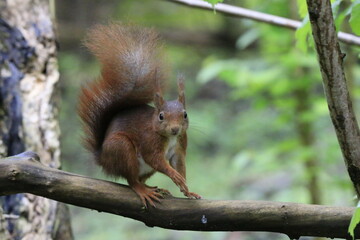 Eichhörnchen (Sciurus)