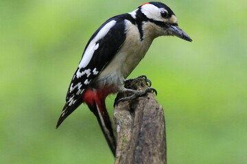 Fototapeta premium Buntspecht (Dendrocopos major)