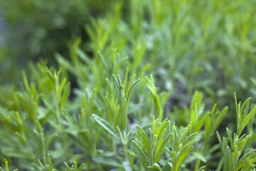 young lavender bush in the garden