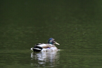 Fototapeta premium Stockente (Anas platyrhynchos)