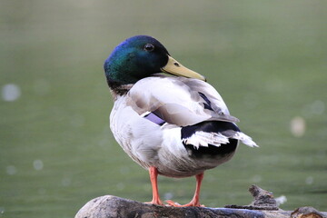 Stockente (Anas platyrhynchos)