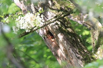 Buntspecht bei der Fütterung (Dendrocopos major)