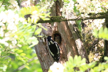 Buntspecht bei der Fütterung (Dendrocopos major)
