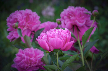 Pink peonies close up.