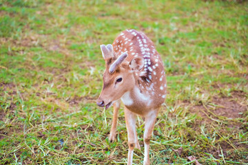 spotted deer in a cage