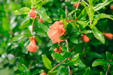A closed pomegranate flower on a tree branch. Green foliage. A bush of a thermophilic plant. Garden.