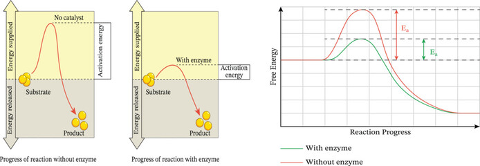 activation energy (Ea) of enzyme. A minimum energy is required for a collision between molecules to result in a chemical reaction © Sanjaykumar