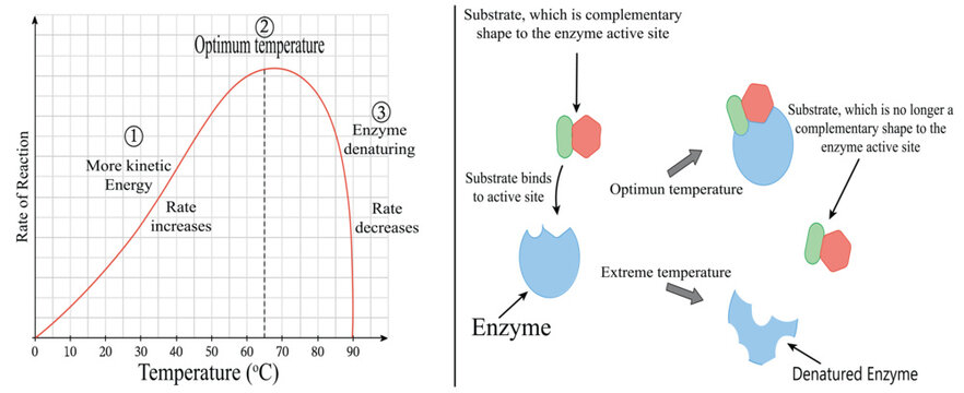 The effects of temperature on enzyme activity. curve and diagram representation on white background