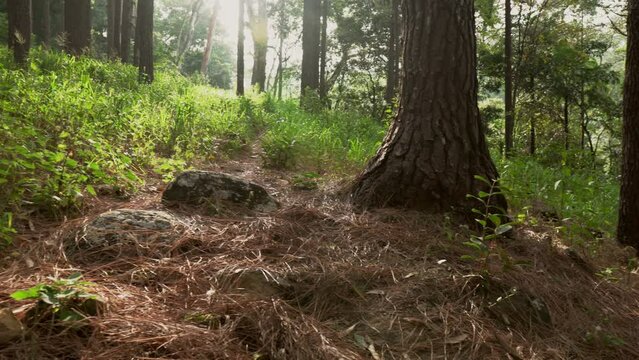Panning shot of pine woods and tree trunks in Sri Lankan Forest with logs and undergrowth
