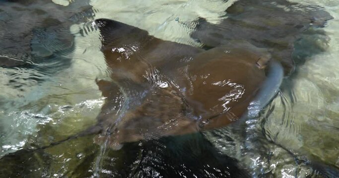 Touching stingray in aquarium touch pool