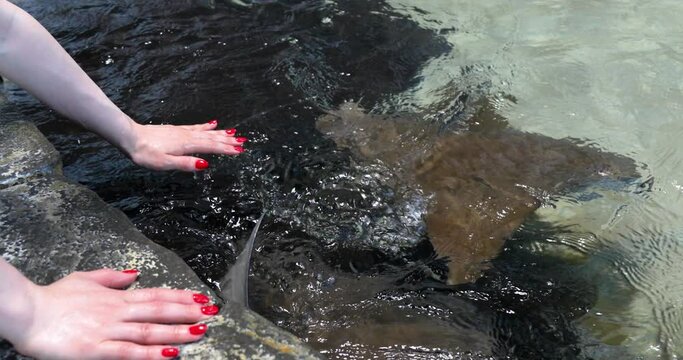 Touching stingray in aquarium touch pool