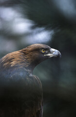 Golden eagle (Aquila chrysaetos) Aquila reale