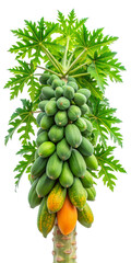 papaya tree isolated on white