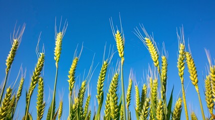 Obraz premium green young wheat ear with blue sky in field