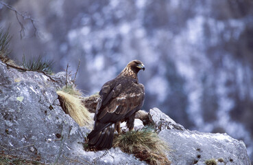 Golden eagle (Aquila chrysaetos) Aquila reale