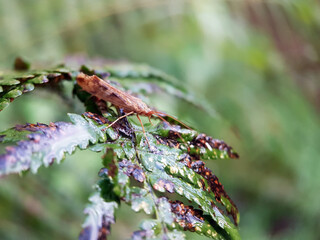 Brown butterfly moth on leaf