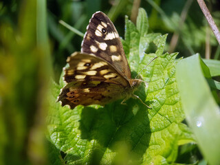 Brown butterfly moth on leaf
